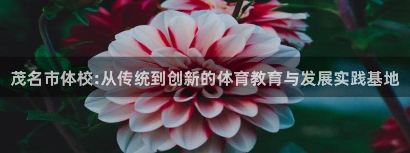 三亿体育网页版