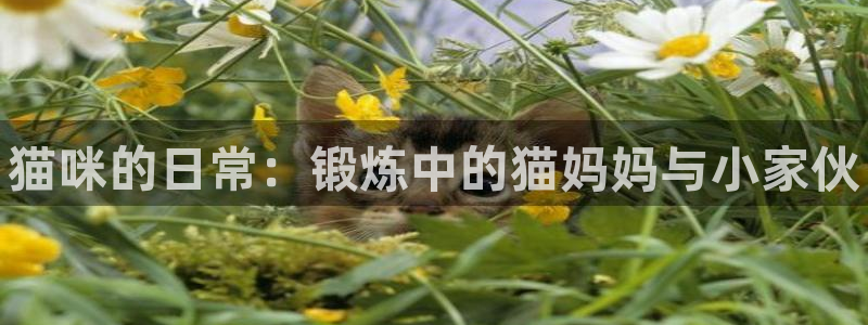 三亿体育