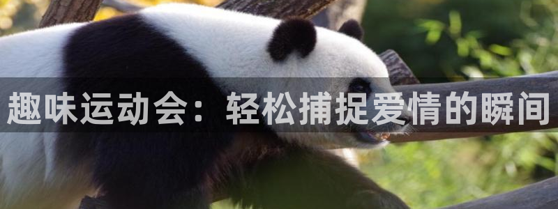 三亿体育网页版
