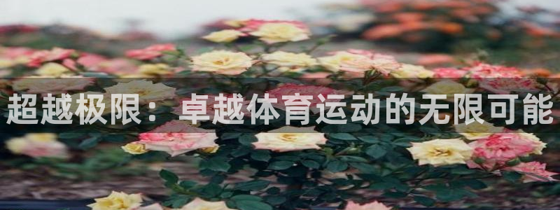 三亿体育网