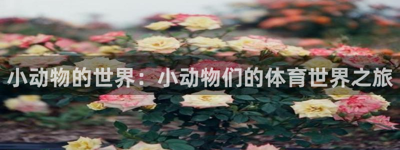 三亿体育网