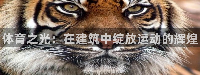 三亿体育网页版